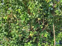 Продам дачу. Садоводческое товарищество Борки, фотография 8