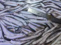 ХАМСА черноморская, фотография 3