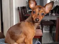 Продается щенок той терьера, фотография 6