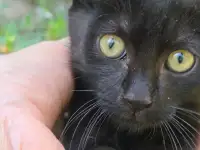 Отдам котёнка в добрые руки, фотография 3