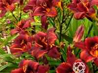 Лилейник чоколат кэнди