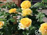 Роза микеланджело чайно-гибридная, топалович