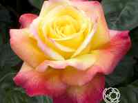 Роза пульман ориент экспресс чайно-гибридная, топалович