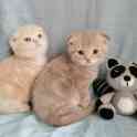 Продаю котят Скоттиш-Фолд, фотография 3
