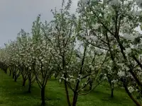 Продам яблоневый сад, фотография 6