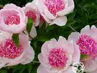 Пион ду телл