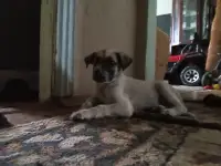 Отдам щенка