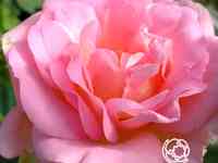 Роза мари викторин канадская парковая к/с