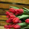 Тюльпаны оптом, фотография 9