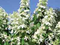 Гортензия левана