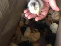 цыплята от домашних кур. балапан уйдін тауыктарынан, фотография 3