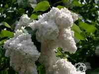 Сирень алиса хардинг махровая