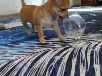 Продам шинка чихуахуа, фотография 2