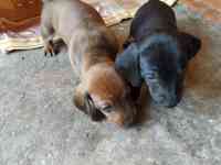 Продаются щенки стандартной гладкошерстной таксы, фотография 2