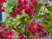 Продам роскошные Бугенвилии, фотография 6