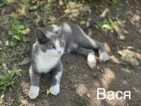 Отдам котят в добрые руки, фотография 7