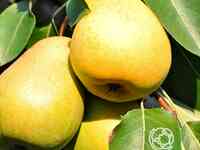 Груша уралочка