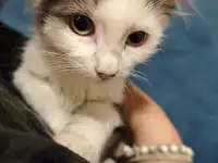 Отдам прекрасных котят в хорошие руки, фотография 2