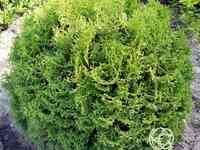 Туя шаровидная тини тим