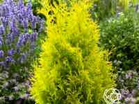 Туя западная санни смарагд