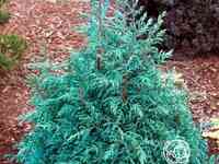 Кипарисовик бэби блу