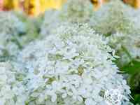 Гортензия роял фловер