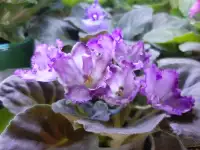 Продам цветы дешево, фотография 7