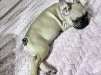 Продам щенка французского бульдога, фотография 4