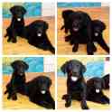 Продам щенков лабрадора черного окраса, фотография 1