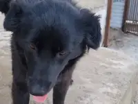 Дашка ищет дом. Доставлю!, фотография 5