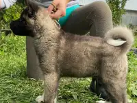 Шикарные девочки Американской Акиты, фотография 2