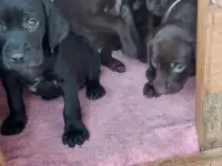 Курцхаар щенки продам, фотография 5