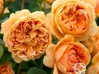 Роза кэролин найт, д.остин кустарниковая