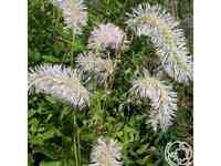 Кровохлебка Обтуза Альба