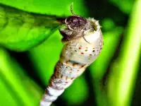 Ампулярии и мелании. Улитки в аквариум., фотография 2