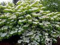 Калина каскад