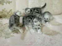 Продам котят породы Скоттиш Страйт., фотография 3