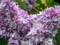 Сирень надежда махровая