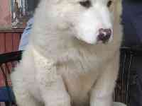 Щенки САО, фотография 5