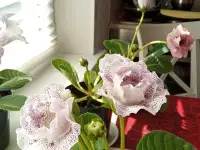 Глоксинии. Комнатные цветы., фотография 12