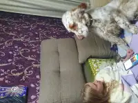 Продам, фотография 2