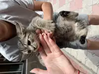 Отдам 1.5месячных котят в добрые руки, фотография 5