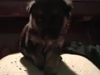 Щенки немецкой овчарки, фотография 2