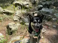 Пристраивается собака, фотография 4