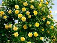 Роза голден гейт, кордес