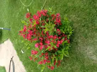 Садовые деревья цветущие и ягодные кустарники цветы многолетки, фотография 5