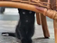 Очаровательные котята - в добрые руки, фотография 3