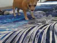 Продам шинка чихуахуа, фотография 5