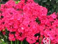 Флокс метельчатый Старфайр