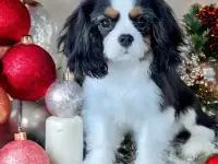 Профессиональный питомник ANGEL MECHTY., фотография 2